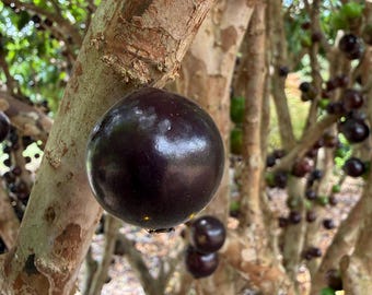 Grimal Jaboticaba Plinia sp. Peluda de Alagoas Grape Fruit Tree