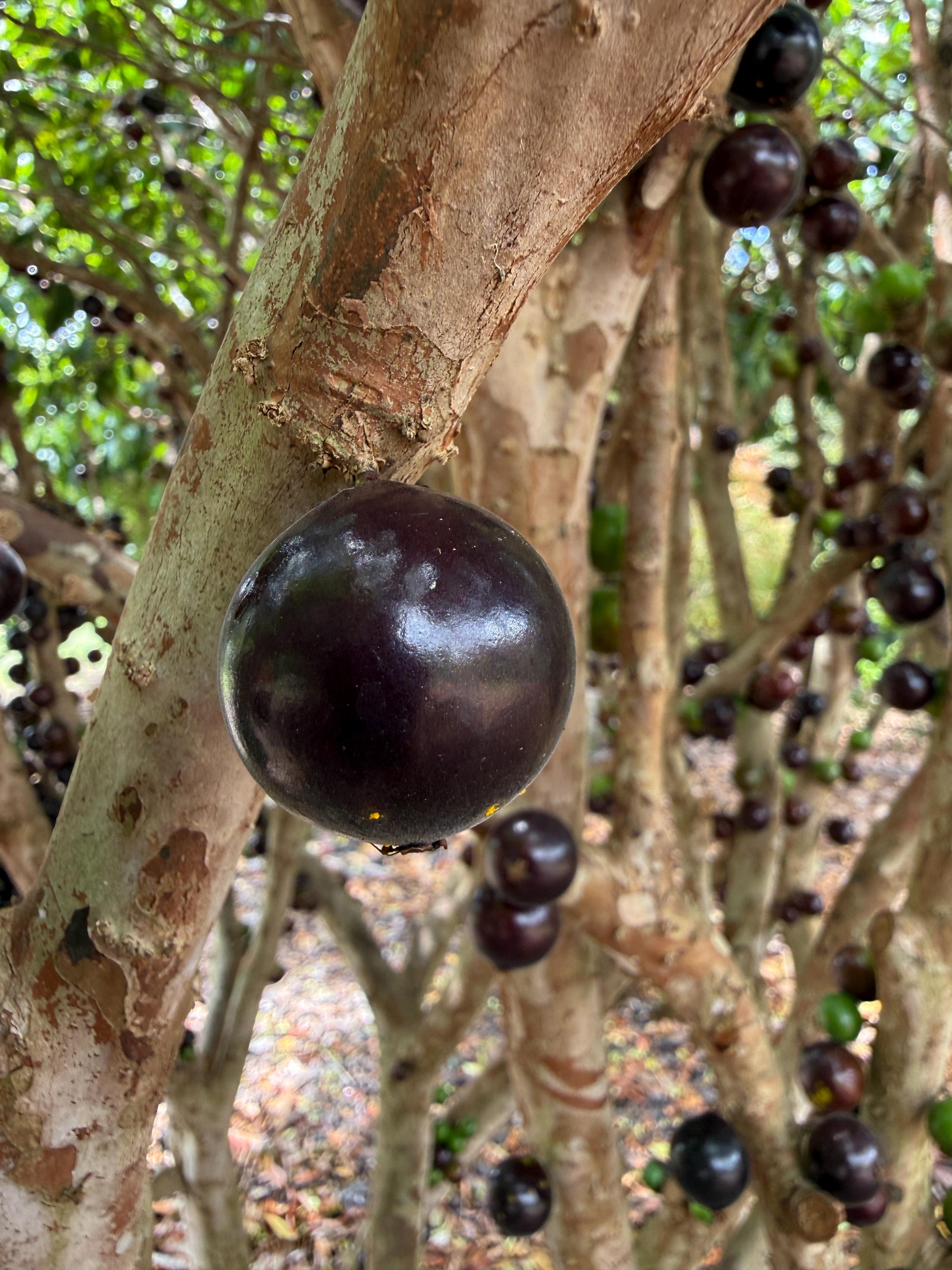 Grimal Jaboticaba Plinia sp. Peluda de Alagoas Grape Fruit Tree