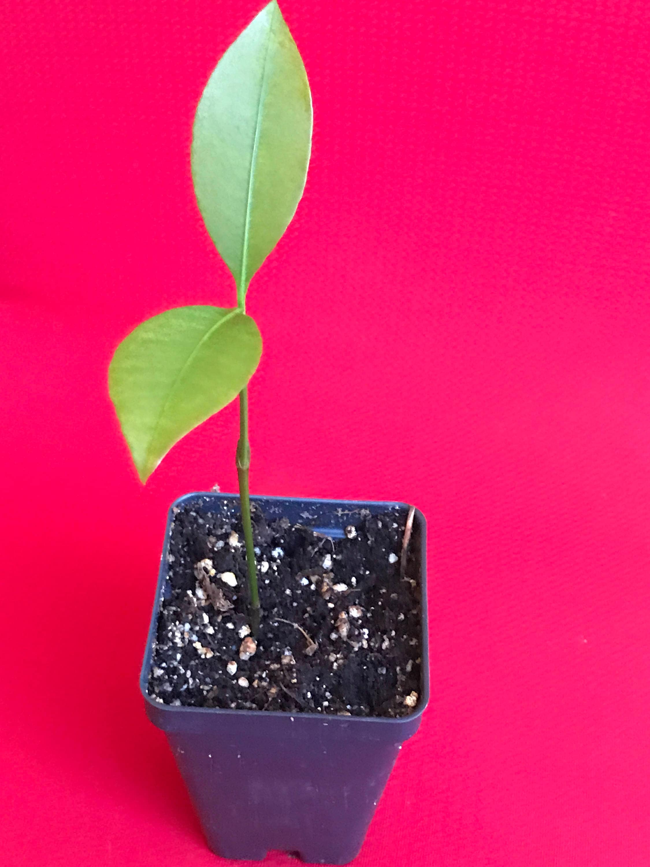 Lemon Drop Mangosteen Garcinia Intermedia Yellow Tropical Etsy