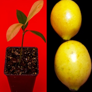 May include: A small potted plant with green and light orange leaves stands next to two yellow fruits. The plant is in a dark brown pot against a red background. The fruits are on a black background.