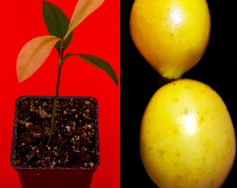 Garcinia Brasiliensis - superior Lemon Drop Mangosteen Tropical Fruit Tree Plant