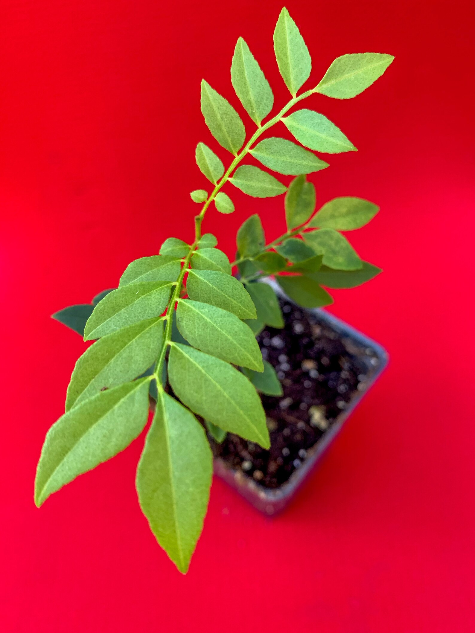 Pink Wampee Clausena excavata Potted Tree Plant Etsy
