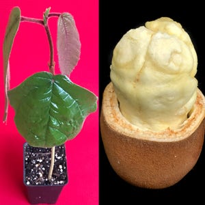 Cupuassu Theobroma Grandiflorum Cupuacu Brazil Cacao Cocoa Butter Fruit Tree Potted Plant