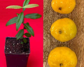 Pode incluir: Uma pequena planta em vaso com folhas verdes sobre um fundo vermelho, ao lado de três frutas amarelas sobre uma superfície de madeira.