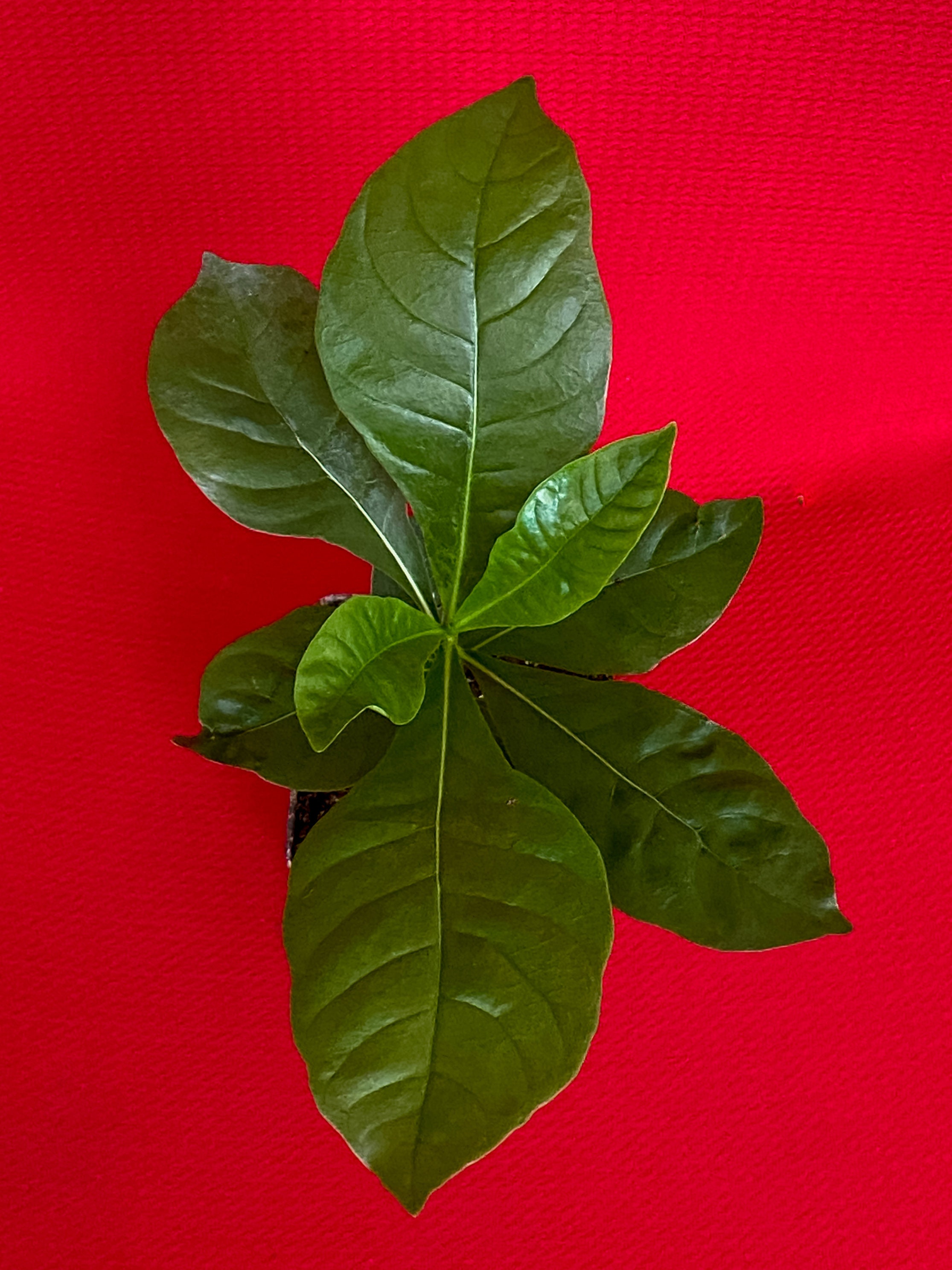 Genipa Americana Jagua Genipap Jenipapo Plant Fruit That Turn Etsy UK