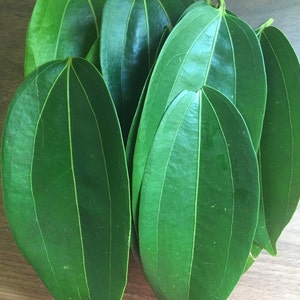 Puede incluir: Un manojo de hojas de laurel verdes, un ingrediente com&uacute;n en la cocina.