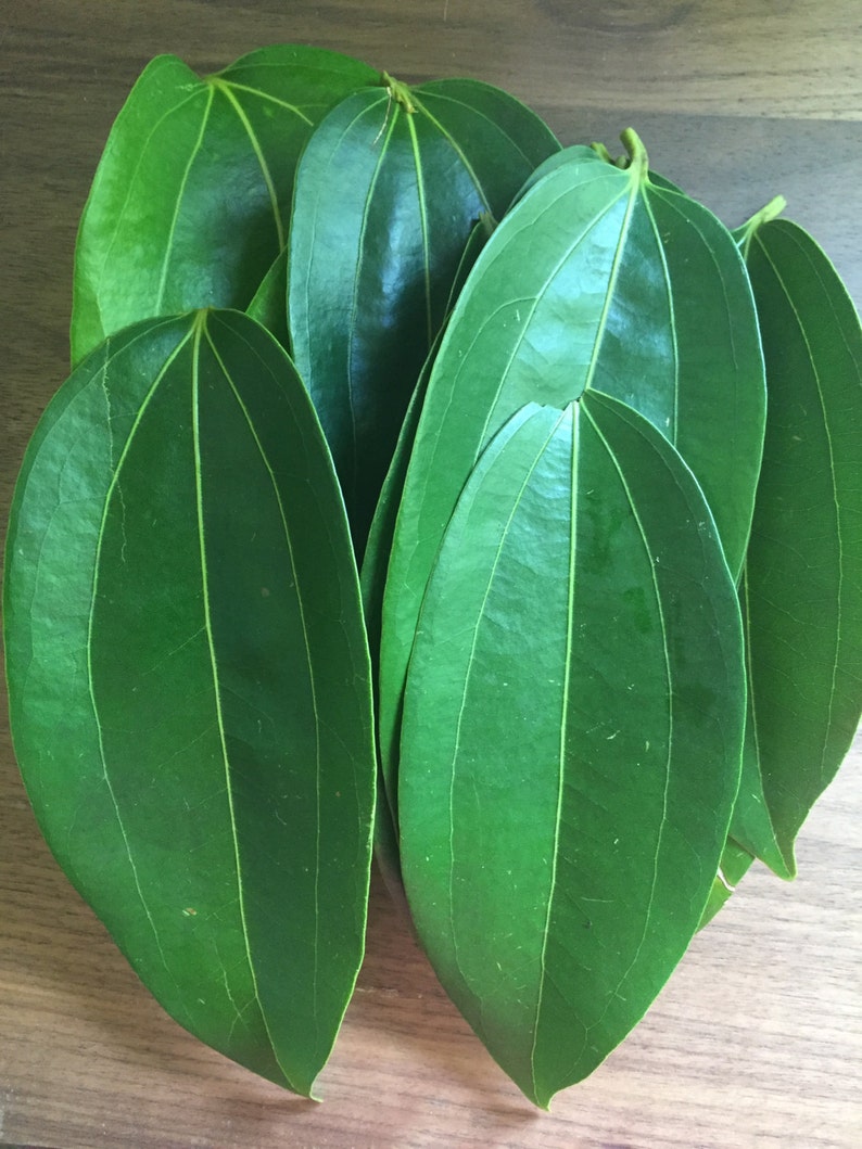 Puede incluir: Un manojo de hojas de laurel verdes, un ingrediente com&uacute;n en la cocina.