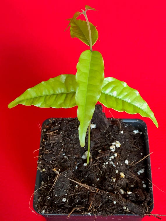 ~GUAYABILLA~ Eugenia victoriana SUNDROP FRUIT TREE Live small Potd Starter Plant