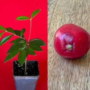 May include: A small potted plant with vibrant green leaves and a red background. Next to it, a ripe, red fruit with a green stem sits on a wooden surface. The plant is in a gray square pot.