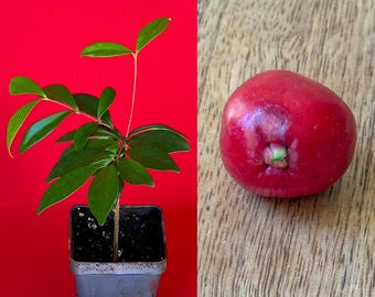 Cedar Bay Cherry Beach Eugenia Reinwardtiana Red Fruit Tropical Tree Plant