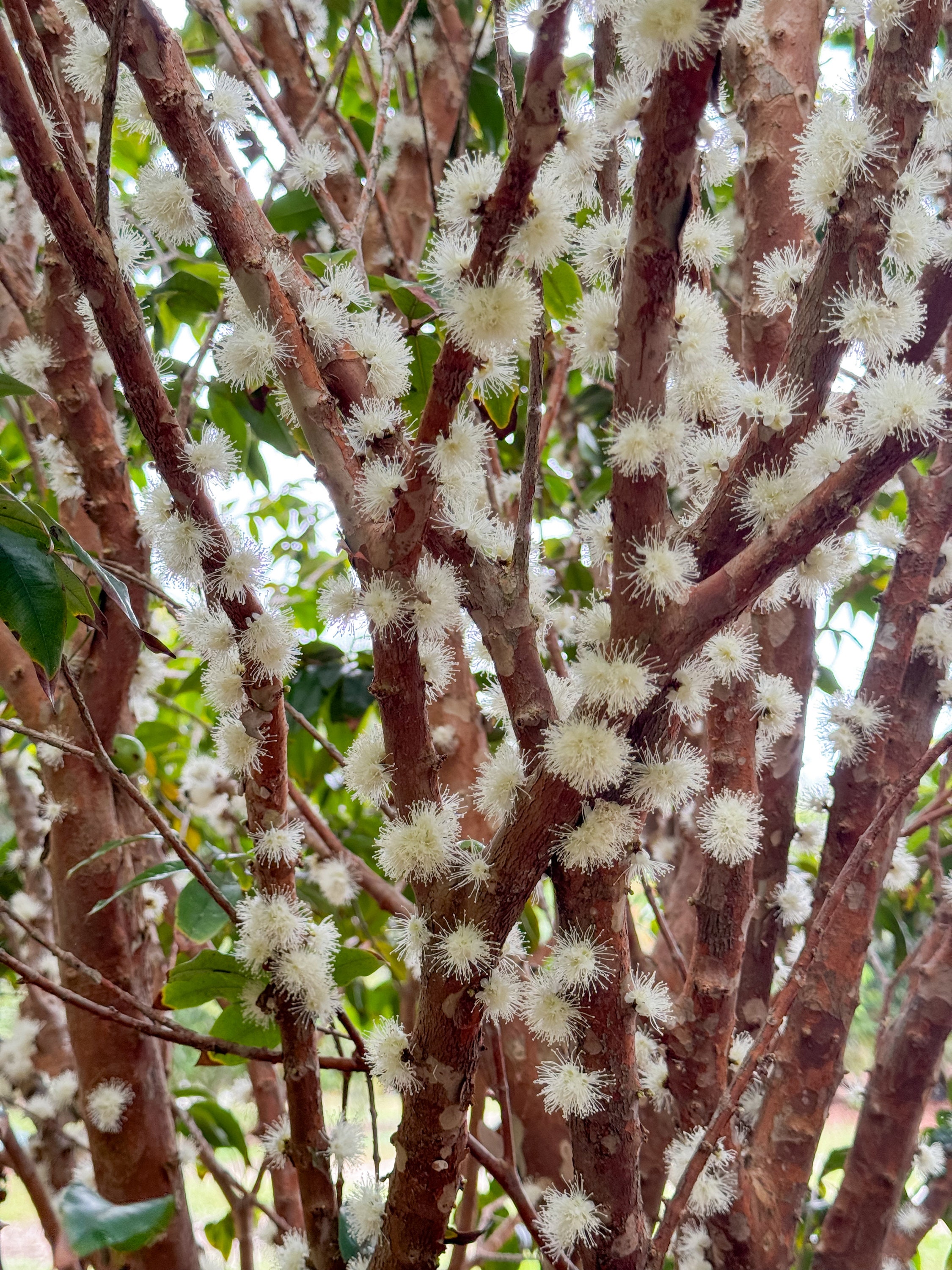 Jaboticaba Plinia Phitrantha Otto Andersen Branca Vinho Jabuticaba