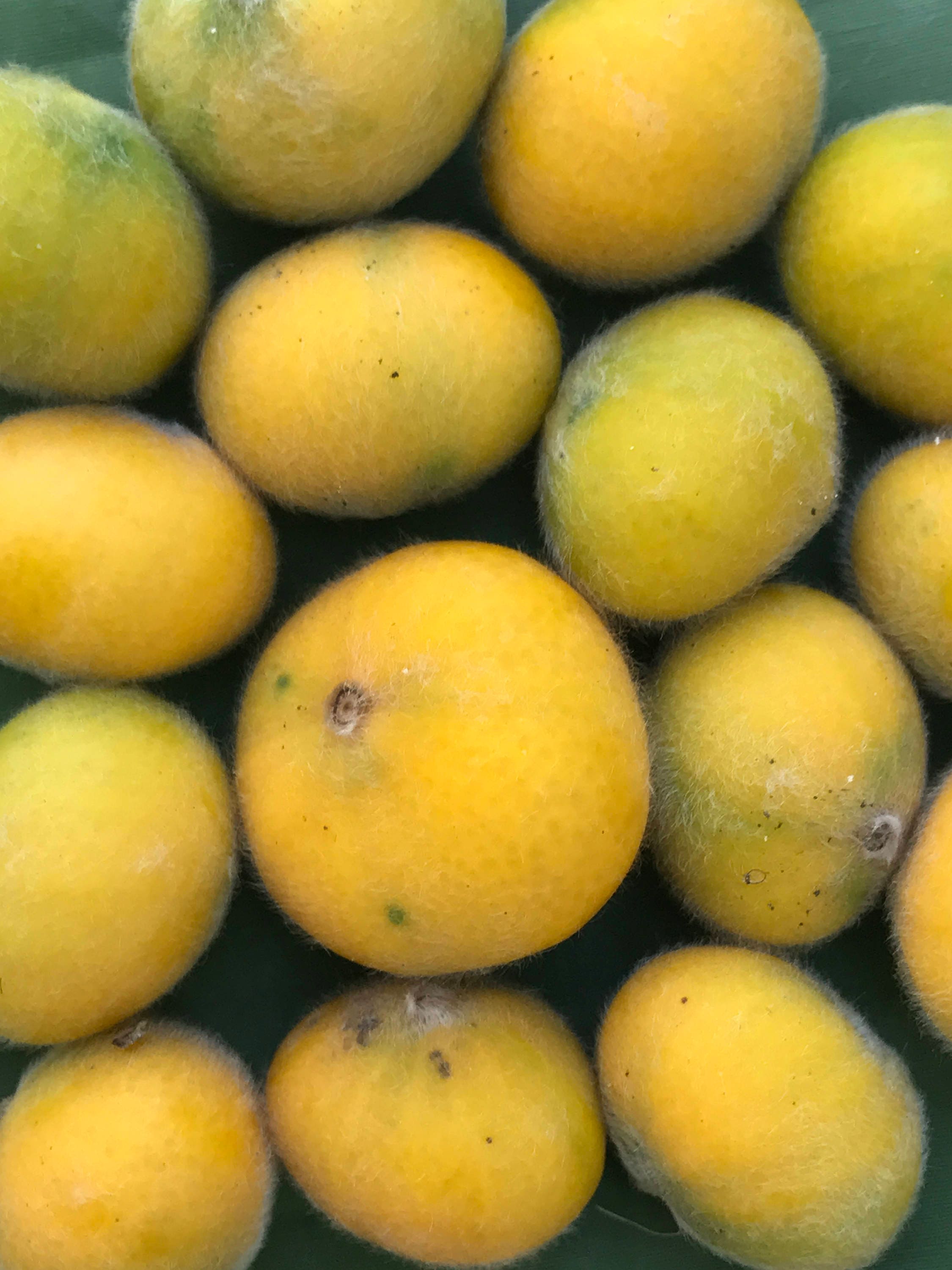 Yellow Jaboticaba Cabelluda Myrciaria Glazioviana Plinia Glomerata