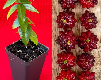 SPICY Pitanga Eugenia Uniflora Surinam Cherry Plant Dark Red Fruit Tree Potted