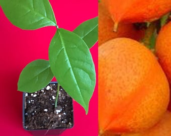 Peanut Butter Fruit Bunchosia Armeniaca Potted Tree Plant