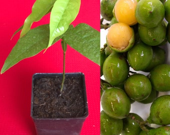 Spanish Lime Genip Guinep Ginepa Limoncillo Mamoncillo Fruit Seedling Starter Plant