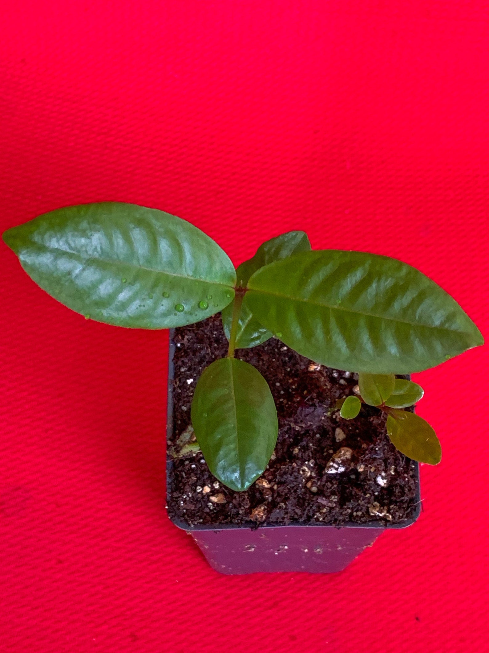 Purple Malay Apple Syzygium Malaccense Fruit Tree Starter Potted Plant ...