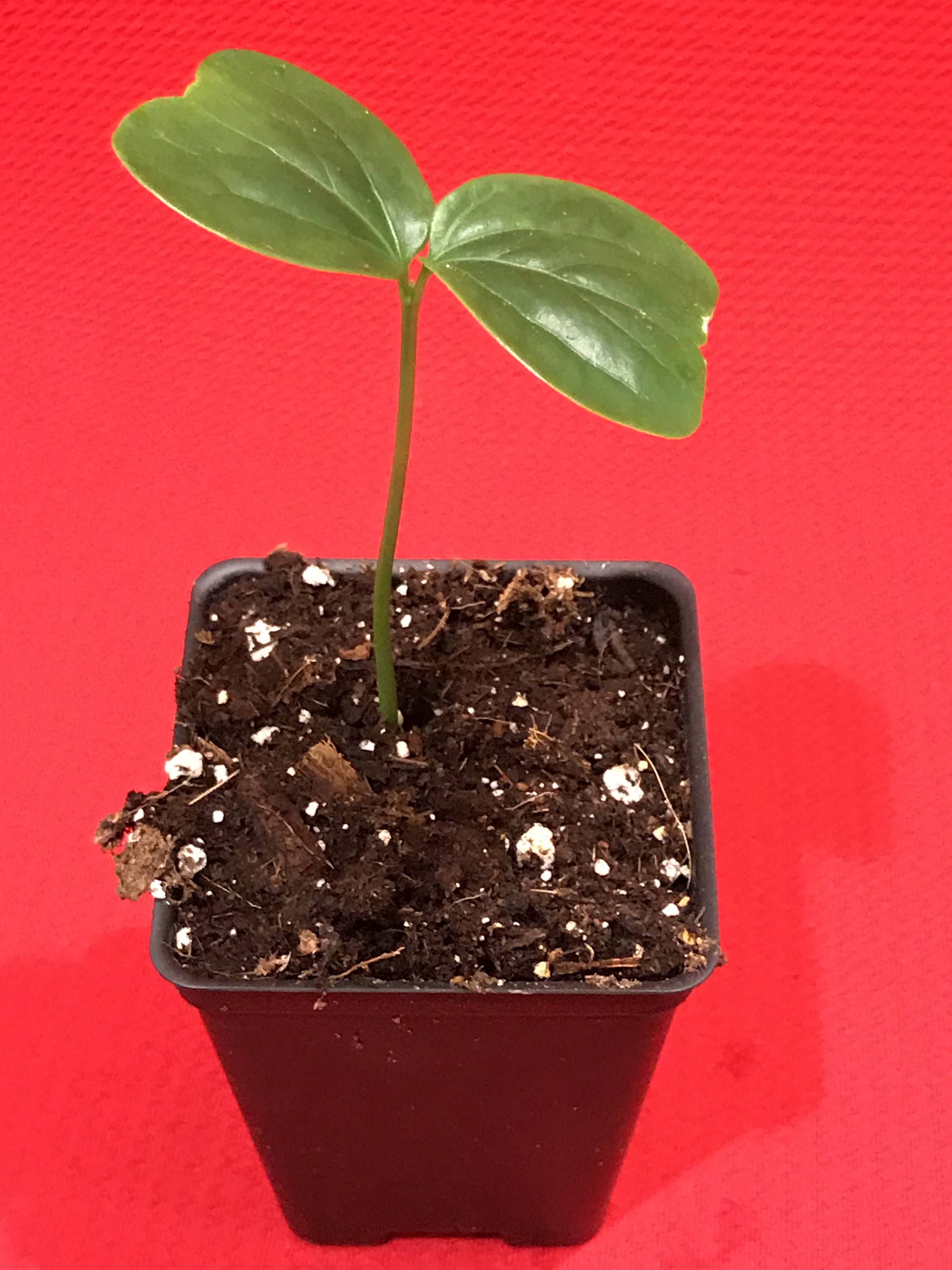 Burmese Grape Baccaurea Ramiflora Mafai Latkon Tropical Fruit Potted ...