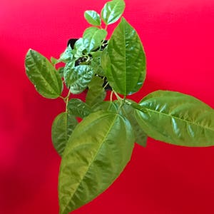 Yellow Passion Fruit Passiflora Edulis Potted Starter PLANT Tropical Vine image 5