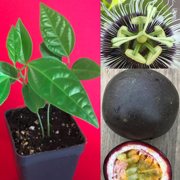 Purple Black Passion Fruit Passiflora Edulis Potted Starter PLANT Tropical Vine
