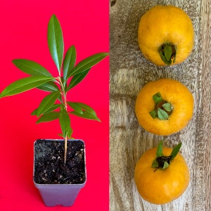 May include: A small potted plant with green leaves and brown soil. Three yellow fruit are on a wooden surface behind the plant.