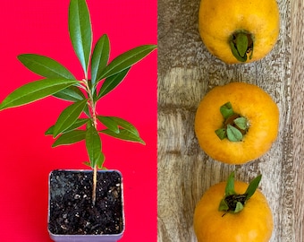 Pitomba BIG Fruit Selection Eugenia Luschnathiana Pot Starter Starter Tree Potted Plant