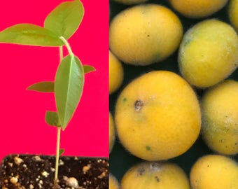 Yellow Jaboticaba Cabelluda Myrciaria Glazioviana Plinia Glomerata Tree Starter Plant in Pot