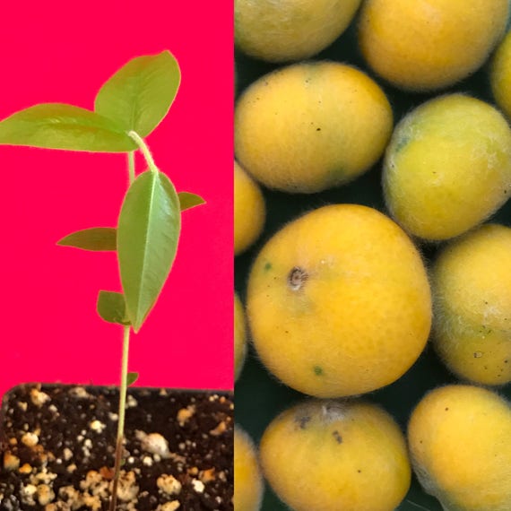 785〓希少Myrciaria glazioviana cabelluda XL Yellow Jaboticaba