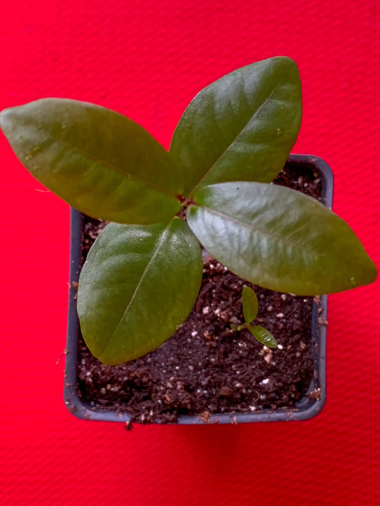 Purple Malay Apple Syzygium Malaccense Fruit Tree Starter Potted Plant ...