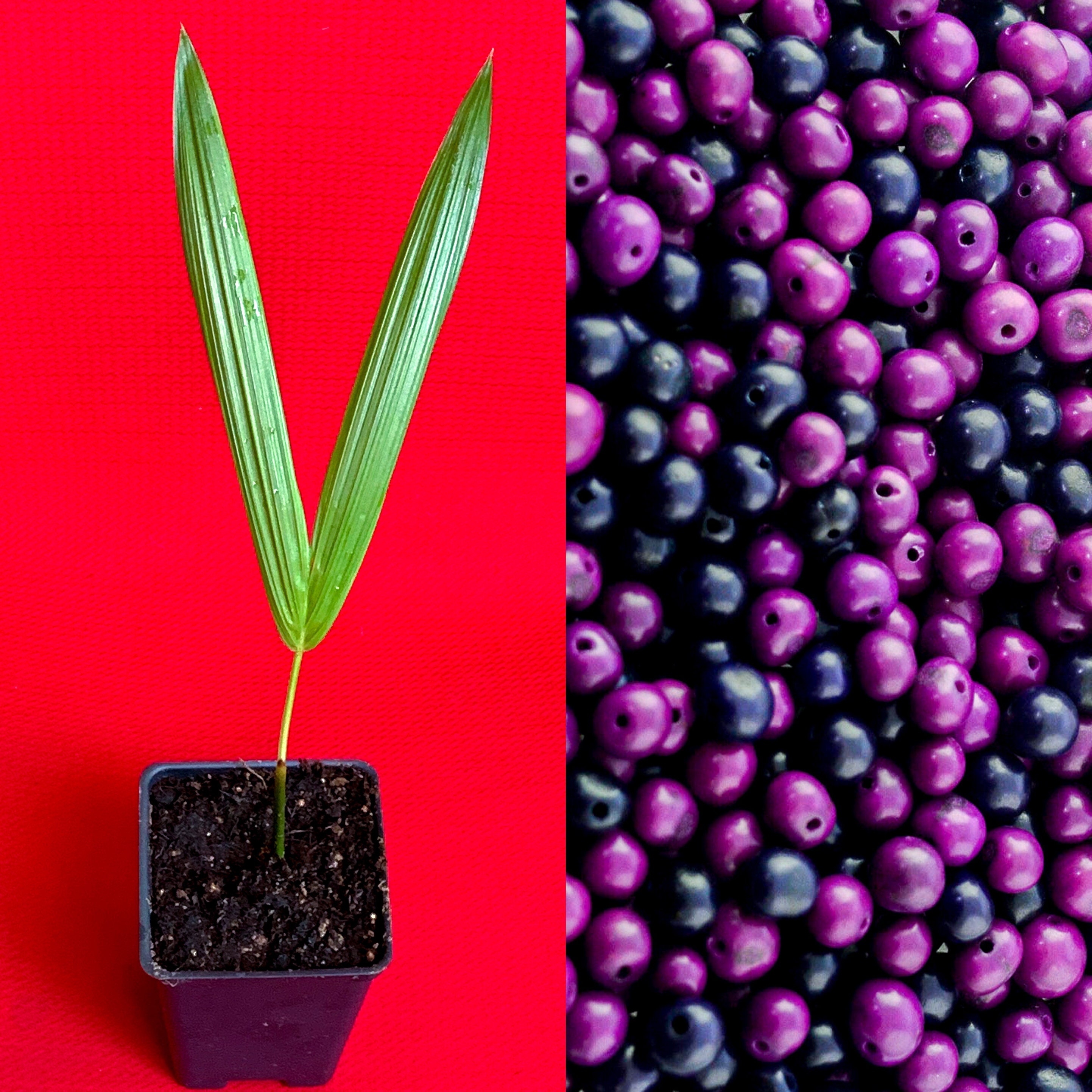 Acai Euterpe Oleracea Fruit Palm Tree Seedling Starter Plant