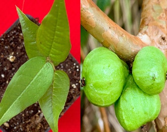White Jaboticaba Plinia Aureana Large Leaf Brazilian Grape Fruit Tree Potted Plant