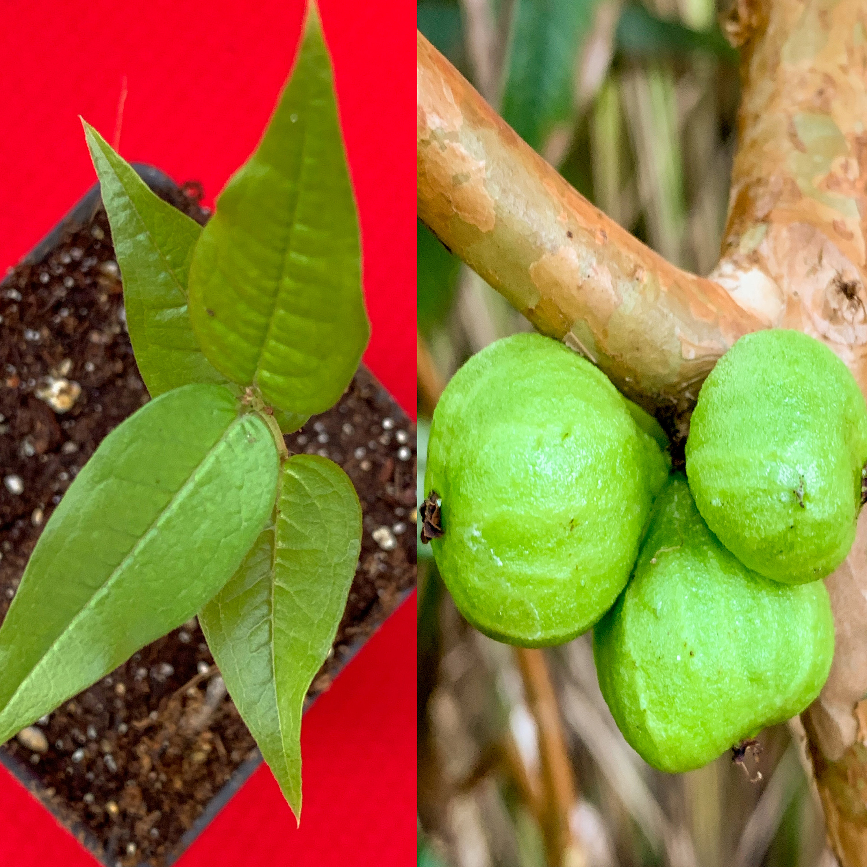 White Jaboticaba Plinia Aureana Large Leaf Brazilian Grape Etsy