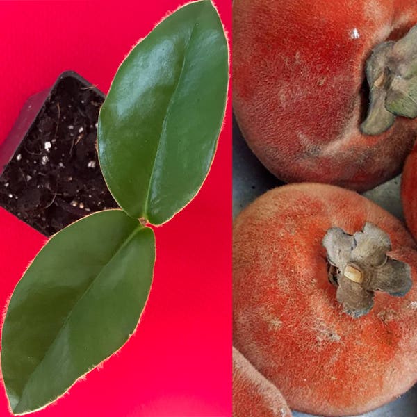 Velvet Apple Diospyros Discolor Blancoi Mabolo Fruit Seedling Tree Starter Plant