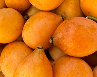 Achachairu Garcinia Humilis Orange Mangosteen Tree – Cuttings for Grafting, 1/4 inch thick, 6–8 inches long