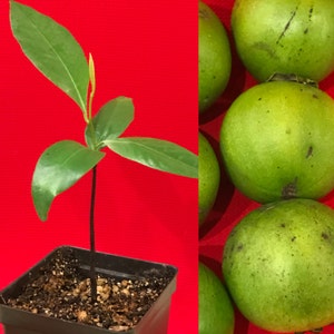May include: A small green plant with dark green leaves growing in a black pot against a red background. The plant has a long, thin stem.  On the right side of the image, there are several green fruits stacked on top of each other.