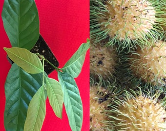 Yellow Rambutan Nephelium Lappaceum Florida Plant Tree Seedling 7-12"