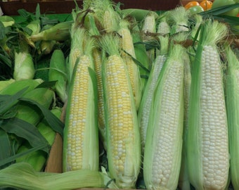 Impresión de mazorcas de maíz, Mercado de agricultores, Filadelfia, Decoración amarilla, Fotografía artística, Arte de cocina, Decoración de cocina, Arte kitsch, Filadelfia