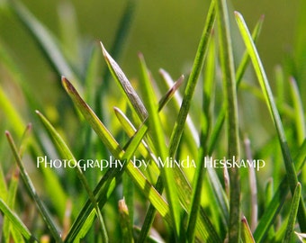 Verde, Green Grass Photo, Nature Photography, Spring Seasonal Photography, Wall Art, Fine Art Print
