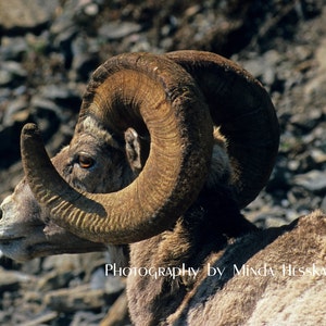 El Capitan, Bighorn sheep, ram, Gift for him, Glacier National Park, Wildlife, wild animal photography, Man cave artwork, photograph, photo image 1