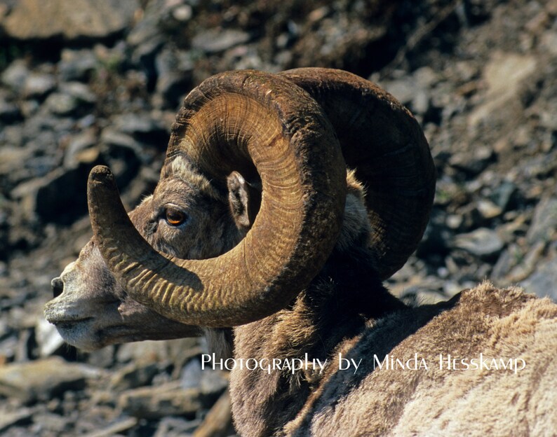 El Capitan, Bighorn sheep, ram, Gift for him, Glacier National Park, Wildlife, wild animal photography, Man cave artwork, photograph, photo image 1