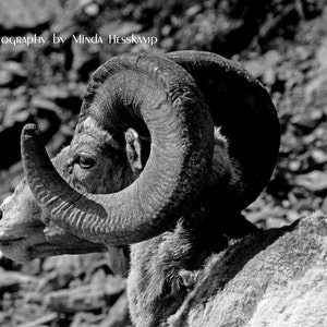 El Capitan, Bighorn sheep, ram, Gift for him, Glacier National Park, Wildlife, wild animal photography, Man cave artwork, photograph, photo image 2