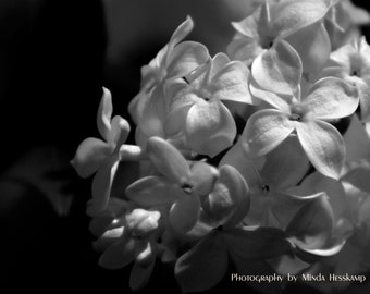 Study of Petals #4168, Lilac petals, modern art, Hollywood Regency art, flower petal photo, wall art, white flowers, nature photography