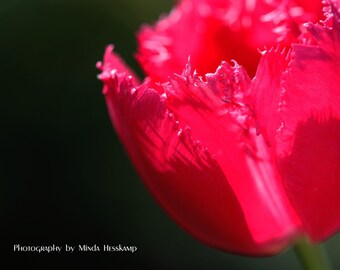 Sawtooth Skirt, red tulip photo, pink tulip, gift for her, macro photography, close up flower, Nature photography, wall art, cottage chic