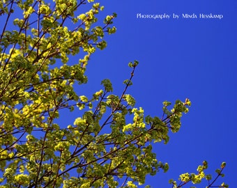 The Leafing, tree in Spring photo, new green leaves, blue sky, nature photography, tree leafing out, new leaves, green, gold, wall art