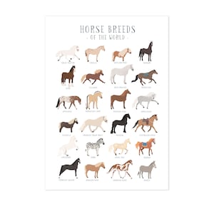 Horse breeds of the world print pony breeds horse art print horse gifts for pony lover A4 or A3 print girls room decor vet gifts image 4