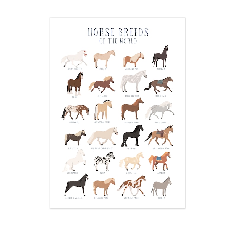 Horse breeds of the world print pony breeds horse art print horse gifts for pony lover A4 or A3 print girls room decor vet gifts image 4