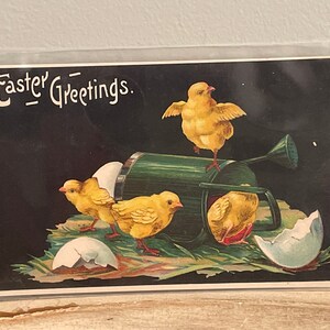 Easter Greetings Postcard ~ Chicks in Watering Can