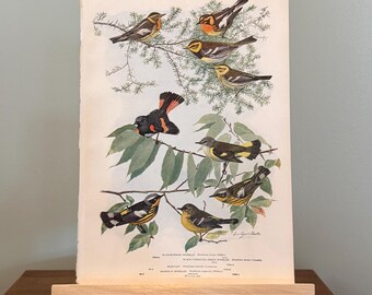 Vintage Louis Agassiz Fuertes Print: Various Warbler Birds and Redstart, Bookplate #97