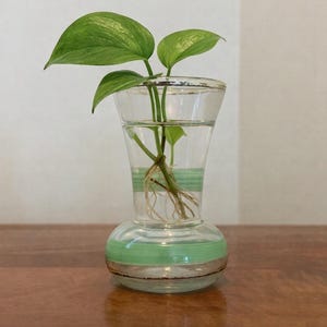 May include: A clear glass vase with a flared top and a rounded base, featuring horizontal light green painted stripes. The vase is filled with water and contains a small green plant with visible roots extending into the liquid inside the glass.
