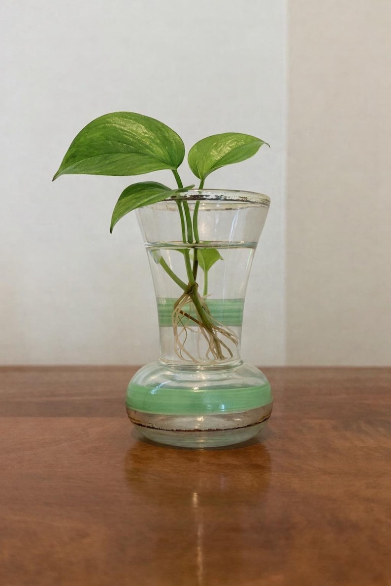May include: A clear glass vase with a flared top and a rounded base, featuring horizontal light green painted stripes. The vase is filled with water and contains a small green plant with visible roots extending into the liquid inside the glass.