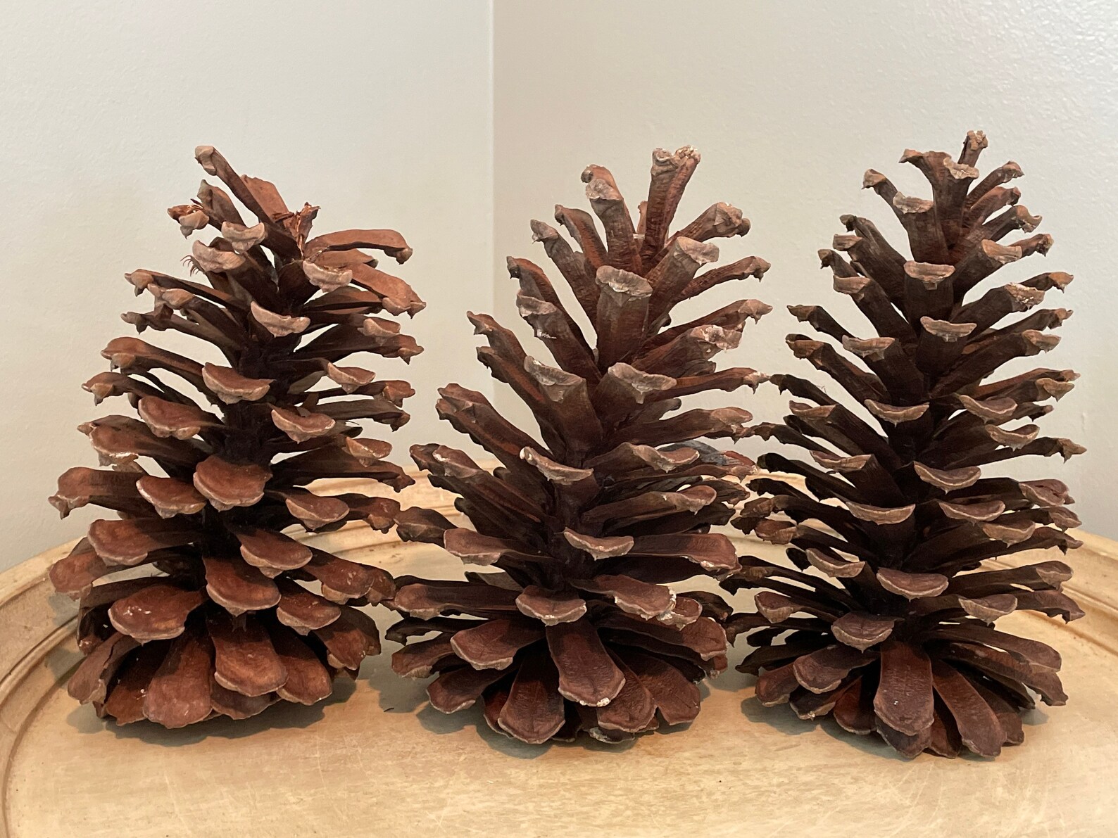 Jumbo Pine Cones 7 8 Inches Tall Etsy
